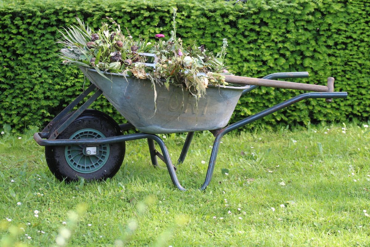 A wheelbarrow loaded with weeds and garden clippings ready for removal