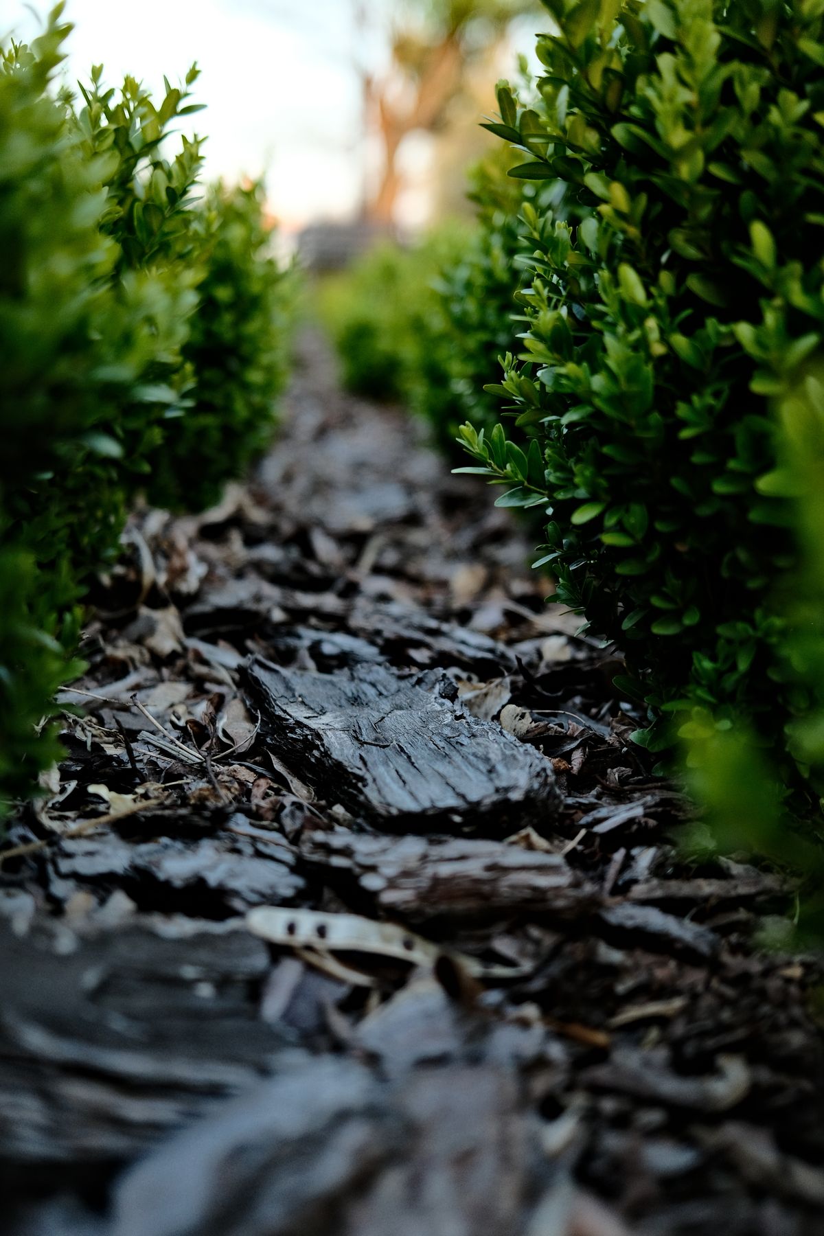 Natural bark mulch covering the soil between green shrubs